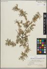 Foto von Salix repens subsp. rosmarinifolia (L.) Andersson